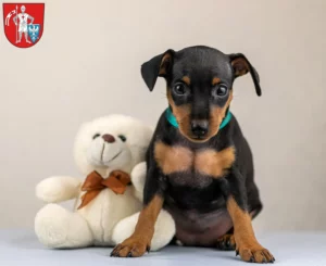 Mehr über den Artikel erfahren Zwergpinscher Züchter und Welpen in Bamberg
