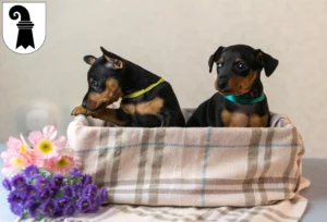 Mehr über den Artikel erfahren Zwergpinscher Züchter und Welpen in Basel