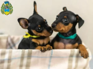 Mehr über den Artikel erfahren Zwergpinscher Züchter und Welpen in Bautzen