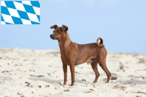 Mehr über den Artikel erfahren Zwergpinscher Züchter und Welpen in Bayern