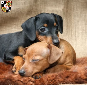 Mehr über den Artikel erfahren Zwergpinscher Züchter und Welpen in Bayreuth