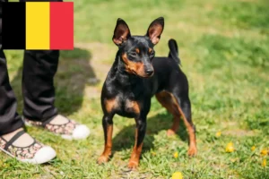 Mehr über den Artikel erfahren Zwergpinscher Züchter und Welpen in Belgien