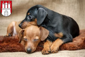 Mehr über den Artikel erfahren Zwergpinscher Züchter und Welpen in Bergedorf