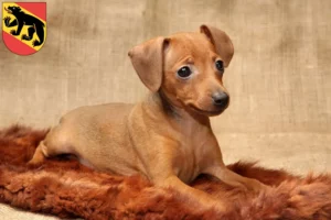 Mehr über den Artikel erfahren Zwergpinscher Züchter und Welpen in Bern