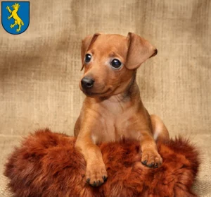 Mehr über den Artikel erfahren Zwergpinscher Züchter und Welpen in Biberach an der Riß