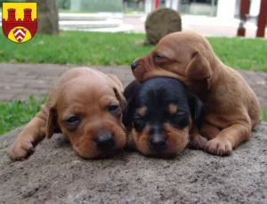 Mehr über den Artikel erfahren Zwergpinscher Züchter und Welpen in Bielefeld