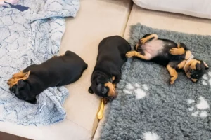 Mehr über den Artikel erfahren Zwergpinscher Züchter und Welpen am Bodensee