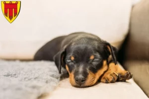 Mehr über den Artikel erfahren Zwergpinscher Züchter und Welpen in Böblingen