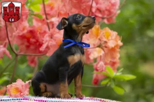 Mehr über den Artikel erfahren Zwergpinscher Züchter und Welpen in Borken