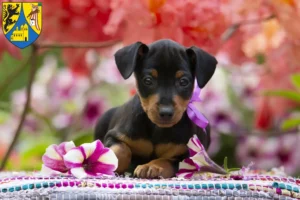 Mehr über den Artikel erfahren Zwergpinscher Züchter und Welpen in Borna