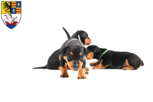 Mehr über den Artikel erfahren Zwergpinscher Züchter und Welpen in Brake (Unterweser)