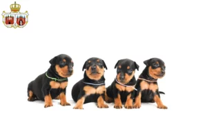 Mehr über den Artikel erfahren Zwergpinscher Züchter und Welpen in Brandenburg an der Havel
