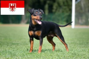 Mehr über den Artikel erfahren Zwergpinscher Züchter und Welpen in Brandenburg