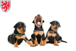 Mehr über den Artikel erfahren Zwergpinscher Züchter und Welpen in Braunschweig