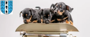 Mehr über den Artikel erfahren Zwergpinscher Züchter und Welpen in Bregenz