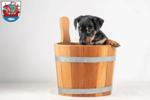 Mehr über den Artikel erfahren Zwergpinscher Züchter und Welpen in Bremerhaven