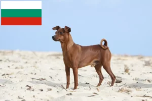Mehr über den Artikel erfahren Zwergpinscher Züchter und Welpen in Bulgarien