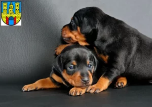 Mehr über den Artikel erfahren Zwergpinscher Züchter und Welpen in Burg (bei Magdeburg)