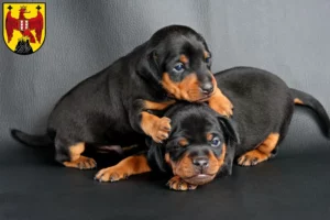 Mehr über den Artikel erfahren Zwergpinscher Züchter und Welpen im Burgenland