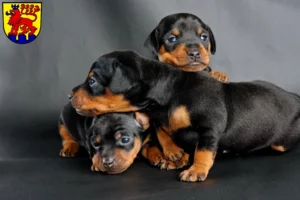 Mehr über den Artikel erfahren Zwergpinscher Züchter und Welpen in Calw
