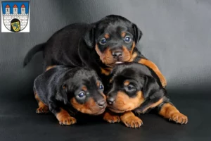 Mehr über den Artikel erfahren Zwergpinscher Züchter und Welpen in Celle