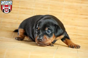 Mehr über den Artikel erfahren Zwergpinscher Züchter und Welpen in Cham (Oberpfalz)