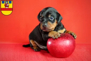 Mehr über den Artikel erfahren Zwergpinscher Züchter und Welpen in Cloppenburg