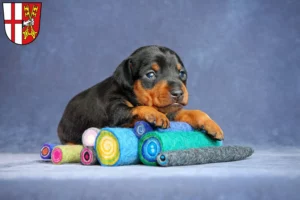 Mehr über den Artikel erfahren Zwergpinscher Züchter und Welpen in Cochem