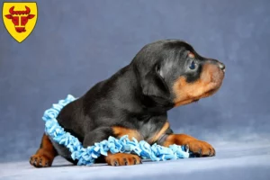 Mehr über den Artikel erfahren Zwergpinscher Züchter und Welpen in Coesfeld