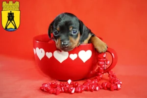 Mehr über den Artikel erfahren Zwergpinscher Züchter und Welpen in Cuxhaven