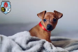 Mehr über den Artikel erfahren Zwergpinscher Züchter und Welpen in Dachau