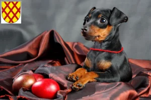 Mehr über den Artikel erfahren Zwergpinscher Züchter und Welpen in Daun