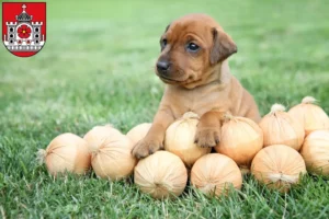 Mehr über den Artikel erfahren Zwergpinscher Züchter und Welpen in Detmold