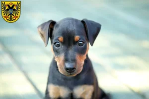 Mehr über den Artikel erfahren Zwergpinscher Züchter und Welpen in Donauwörth