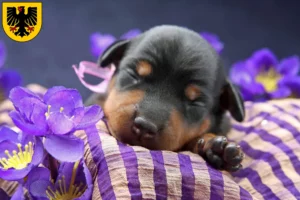 Mehr über den Artikel erfahren Zwergpinscher Züchter und Welpen in Dortmund