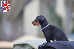 Mehr über den Artikel erfahren Zwergpinscher Züchter und Welpen in Düsseldorf