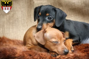 Mehr über den Artikel erfahren Zwergpinscher Züchter und Welpen in Duisburg