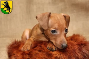 Mehr über den Artikel erfahren Zwergpinscher Züchter und Welpen in Ebersberg