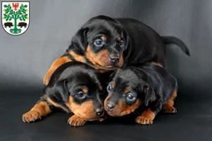 Mehr über den Artikel erfahren Zwergpinscher Züchter und Welpen in Eberswalde