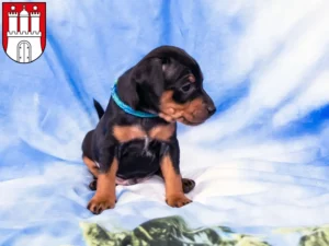 Mehr über den Artikel erfahren Zwergpinscher Züchter und Welpen in Eimsbüttel