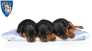 Mehr über den Artikel erfahren Zwergpinscher Züchter und Welpen in Eisenach