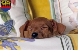 Mehr über den Artikel erfahren Zwergpinscher Züchter und Welpen in Emden