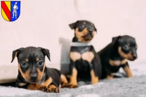 Mehr über den Artikel erfahren Zwergpinscher Züchter und Welpen in Emmendingen