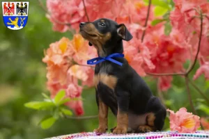 Mehr über den Artikel erfahren Zwergpinscher Züchter und Welpen in Erlangen