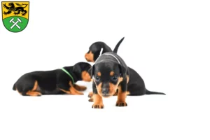 Mehr über den Artikel erfahren Zwergpinscher Züchter und Welpen im Erzgebirge