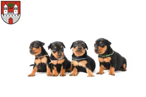 Mehr über den Artikel erfahren Zwergpinscher Züchter und Welpen in Eschwege