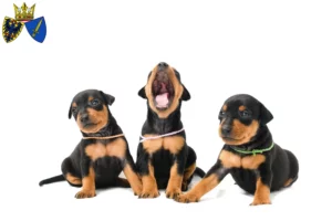 Mehr über den Artikel erfahren Zwergpinscher Züchter und Welpen in Essen
