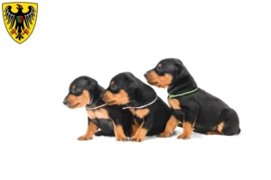 Mehr über den Artikel erfahren Zwergpinscher Züchter und Welpen in Esslingen am Neckar