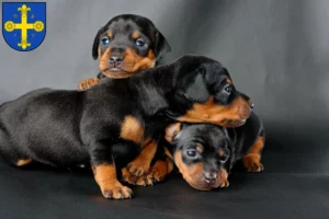 Mehr über den Artikel erfahren Zwergpinscher Züchter und Welpen in Eutin