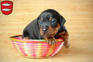 Mehr über den Artikel erfahren Zwergpinscher Züchter und Welpen in Forchheim